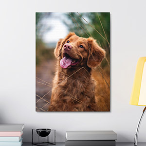 Photo canvas prints will brighten every space